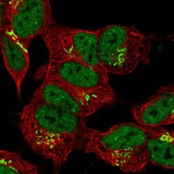 FAM20B Antibody, Novus Biologicals:Antibodies:Primary Antibodies